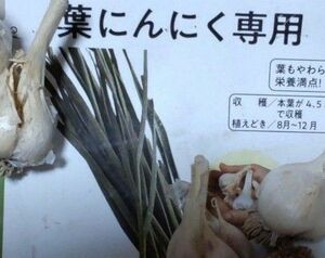  ☆要お問い合わせ 【 葉ニンニク5球 】 葉を食す葉ニンニクは度々収穫できる楽しみがあります 球根をバラして植える