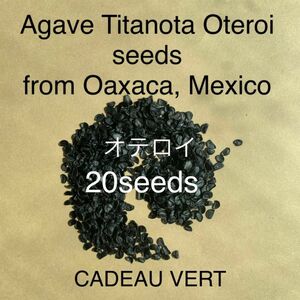 アガベ オテロイFO-076 厳龍種子20粒プラス1粒サービス　メキシコオアハカ産　