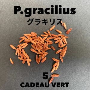 パキポディウム グラキリス 象牙宮 種子5粒 塊根植物　コーデックス　ビザールプランツ