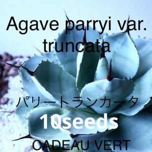 Agave parryi var.truncata パリートランカータ種子10粒プラス1粒サービス