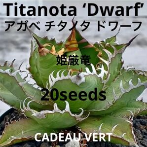 アガベ チタノタ ドワーフ☆Titanota ‘Dwarf’★姫厳竜 種子20粒プラス1粒サービス！