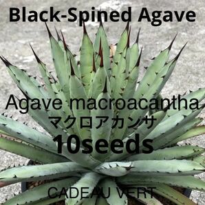 アガベ マクロアカンサ 'ブラック スパイン' 種子10粒プラス1粒