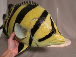 ●ハンドメイド　４８ｃｍダトニオ　イエロー　魚模型　置き物　オブジェ　熱帯魚　フィギュア　レプリカ　fish craft REAL