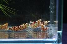 【RED FARM】 特選 ★ Tiger bee shrimp / 太極 10P ★（抱卵個体含）★ _画像3