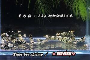 【RED FARM】 特選 ★Tiger bee shrimp / 太極 (black) 25P (抱卵個体3匹含)★(即戦力size)★