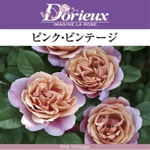 送料無料　ピンク ビンテージ　新苗4号鉢予約　　鉢植え バラ 薔薇 ドリュ フレンチローズ