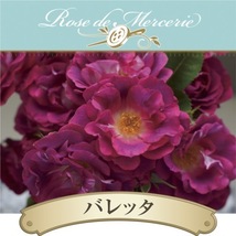 送料無料　バレッタ　新苗4号鉢予約　　鉢植え バラ 薔薇 河本バラ園 ローズ ドゥ メルスリー_画像1