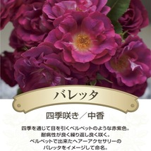 送料無料　バレッタ　新苗4号鉢予約　　鉢植え バラ 薔薇 河本バラ園 ローズ ドゥ メルスリー_画像2