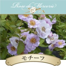 送料無料　モチーフ　新苗4号鉢予約　　鉢植え バラ 薔薇 河本バラ園 ローズ ドゥ メルスリー_画像1