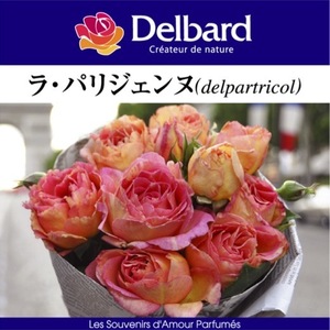 送料無料　ラ パリジェンヌ6号鉢　春開花株予約　　鉢植え バラ 薔薇 デルバール 大苗 フレンチローズ 開花苗