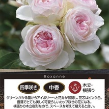 送料無料　ロクサーヌ8号鉢　春開花株予約　　鉢植え バラ 薔薇 ロサ オリエンティス 大苗 開花苗 見本鉢_画像2