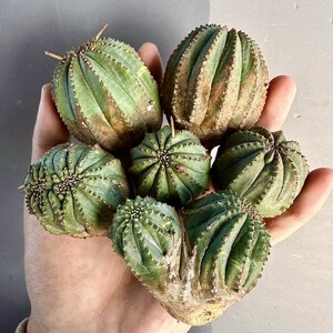 E30 ヨーロッパ入力 ユーフォルビア オベサブロウ Euphorbia obesa錦 極上斑入り 多肉植物 厳選変異 極上美株 超希少株 6株同梱