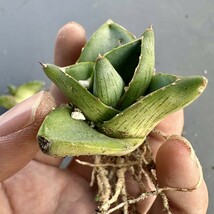 V32 Agave pumila アガベ プミラ ダルマ葉 メキシコ原産 抜き苗 極美極上子株 10株同梱_画像6