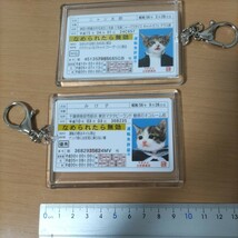 アクリルキーホルダー　昭和　なめんなよ　なめ猫　免許証　未使用　コレクション　みけ子　ニャン太郎　２個セット　キーホルダー　三毛猫_画像2