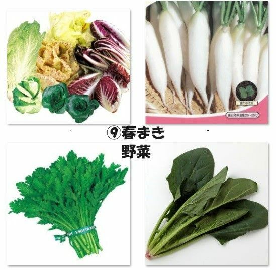 ⑨春まき野菜　雪小町20日大根30粒　中葉春菊50粒　ほうれん草50粒　チコリー30粒