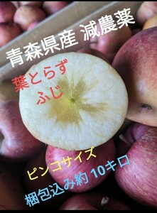 青森県産 減農薬 訳ありりんご 葉とらずふじ ピンコサイズ 梱包込み約10キロ