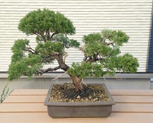 真柏 盆栽　樹齢35年以上　黒松赤松杜松盆栽 BONSAI