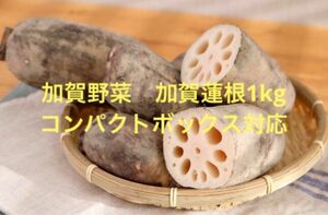 加賀野菜　加賀蓮根約1kg お試し用