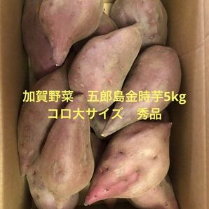 加賀野菜　五郎島金時芋5kg コロ大サイズ秀品