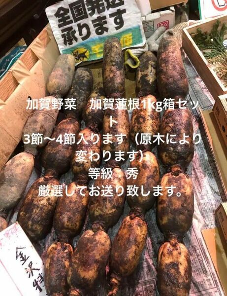 加賀野菜　加賀蓮根1kg（3.4節）Lサイズ秀品