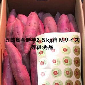 加賀野菜　五郎島金時芋2.5kg Mサイズ秀品