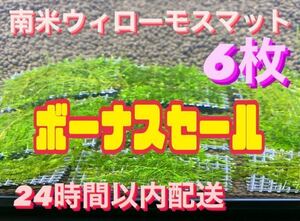 南米ウィローモスマット6枚セット　6cm×4cm 6枚　南米ウィローモス　無農薬　そのまま使用可能です！