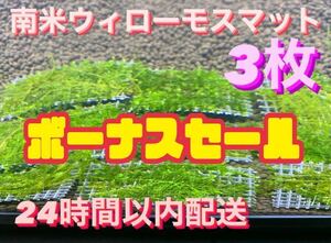 南米ウィローモスマット　3枚セット　6cm×4cm 3枚　南米ウィローモス　無農薬　そのまま使用可能