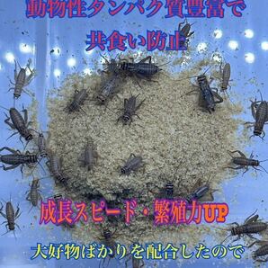 コオロギ・デュビアフード 300g 24時間配送 共食い防止に！ 高品質低価格の画像2