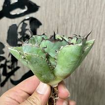 【龍園觀】No.112 特選 アガベ 多肉植物 チタノタ 黑鯨 強棘 極上株_画像2