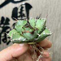 【龍園觀】No.221 特選 アガベ 多肉植物 チタノタ 姫厳竜 強棘 狂刺 短葉 厚葉 極上美株_画像8