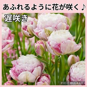 出品限り◆超おすすめ♪◆八重遅咲き系チューリップ『ダブルサプライズ』【５球】花弁が多くボリュームあり♪　