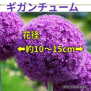 《セール》大型の大輪アリューム【１球】『ギガンチューム』丈約100cm　球根も巨大です♪(分球始まってます)　球根画像あり♪アリウム　