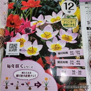 ラスト【12球】原種系チューリップMIX　植えっぱなしで楽しめます♪　送料170円〜