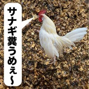 乾燥サナギ（フレークタイプ）400g入り 小さな鶏でも食べれるフレーク状 鶏の栄養補給に おやつにの画像1