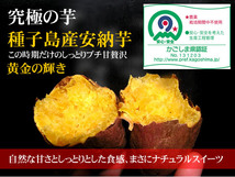 ワケアリ 種子島産安納芋3Sプチサイズ10キロ 農薬不使用 無化学肥料_画像2