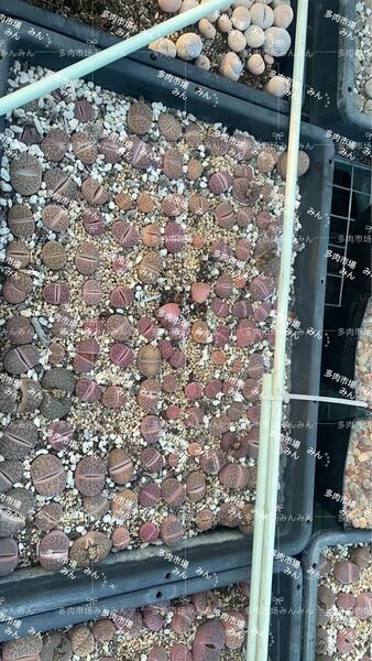 多肉植物　リトープス　紫石榴玉　やや大きめ　ランダム5苗　抜き苗