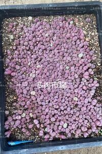 多肉植物　リトープス　紅大内玉　ランダム　10苗　大小混合2年苗