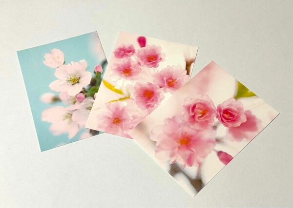 ポストカード　桜イメージA　3枚セット