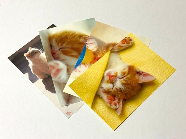ポストカード 猫A 4枚セット