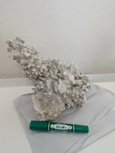 珊瑚礁　サンゴ 置物 20×17cm ■オブジェ 白珊瑚 インテリア アクアリウム★飾り　天然サンゴ　インテリア 置物