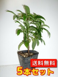 マンリョウ 樹高0.1m前後 9～10.5cmポット （5本セット）（送料無料） 苗 植木 苗木 庭