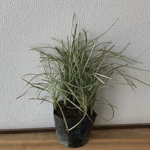  Haku ryuu/ 9cm pot (200 pcs set )( free shipping ) ophiopogon japonicus seedling plant sapling garden 