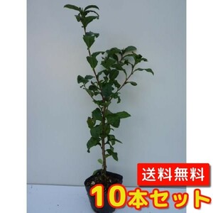 チャノキ 樹高0.2m前後 10.5cmポット （10本セット）（送料無料） 苗 植木 苗木 庭