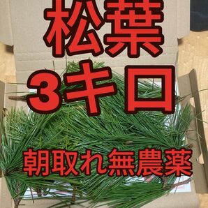 3000g 即購入可　即日発送　岡山県　黒松　枝付き松葉　生葉　無農薬　松の葉