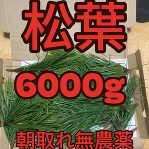 6000g即購入可　即日発送　岡山県　黒松　枝付き松葉　農薬：栽培期間中不使用