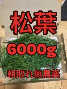 6000g即購入可　即日発送　岡山県　黒松　枝付き松葉　農薬：栽培期間中不使用