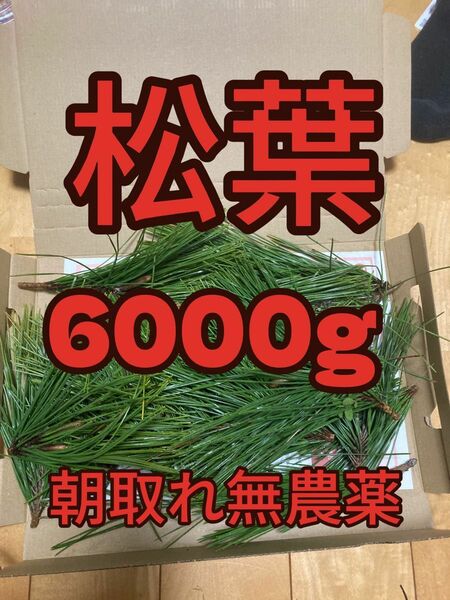 6000g即購入可　即日発送　岡山県　黒松　枝付き松葉　農薬：栽培期間中不使用