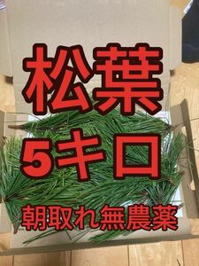 5000g 即購入可　即日発送　岡山県　黒松　枝付き松葉　農薬：栽培期間中不使用