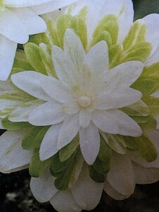 雪割草　（松竹梅）2芽品　山木原種で御座います。硬質丸プラポット植えで御座います。