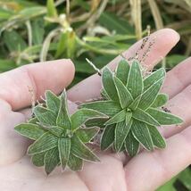 t58《PW》ブルビネ“マルガレサエ,Bulbine margarethae”多肉植物 球根2株_画像1